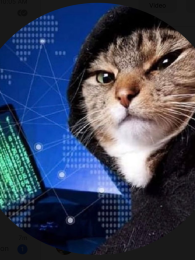 A manipulated (we hope) photograph of a tabby cat in a black hoodie in front of a laptop with Matrix-style green columns.